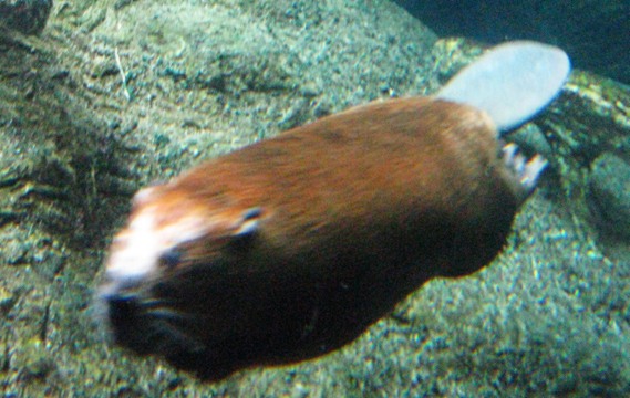 Montreal Biodome